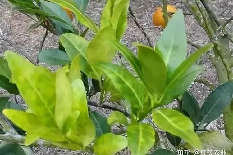 柑橘黄化的原因及解决方法