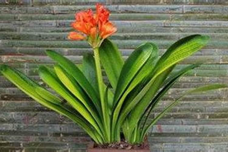 君子兰花施肥用什么肥料？