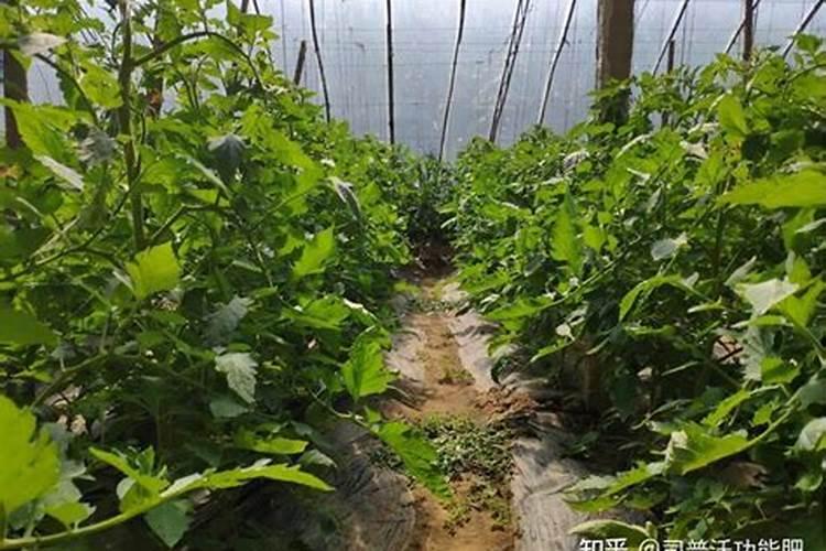 蔬菜如何科学使用水溶肥