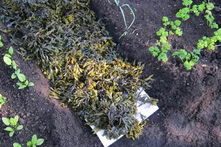 没想到海藻也能用来制作养花的肥料, 夏天的时候特别有用