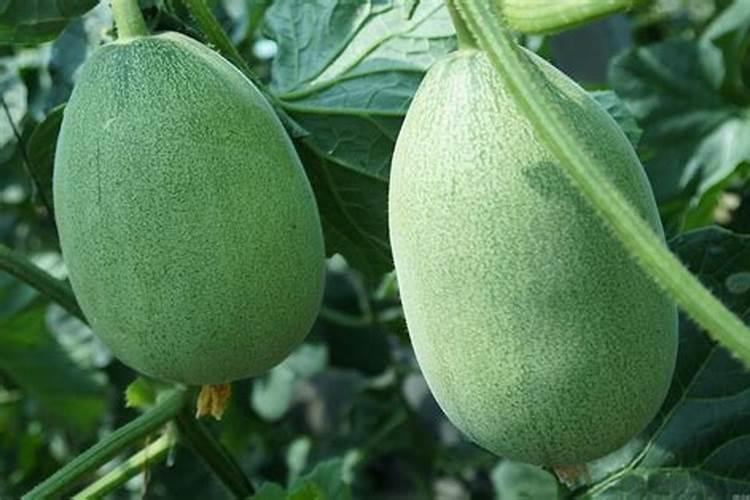 甜瓜钾肥充多了会死苗吗为什么？