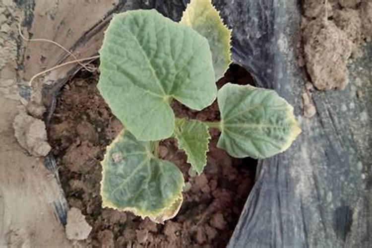 甜瓜棵子细叶子小怎么解决？