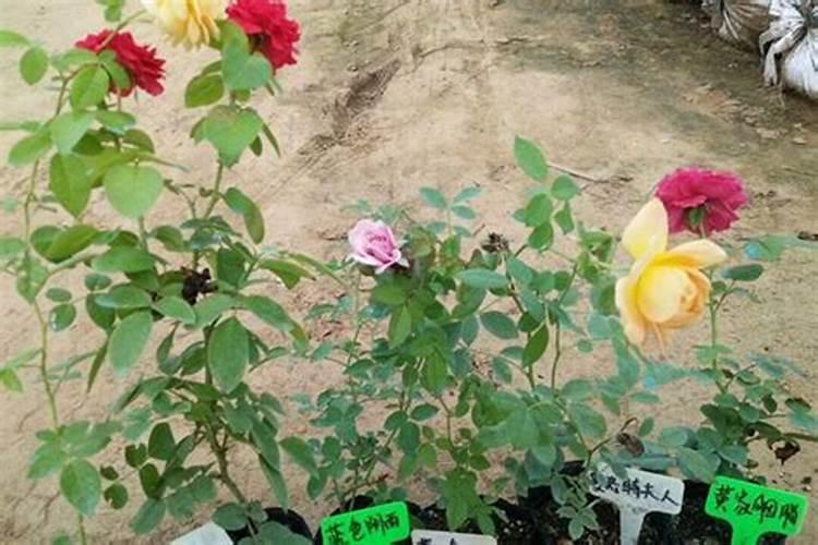 藤本月季小苗怎么施肥