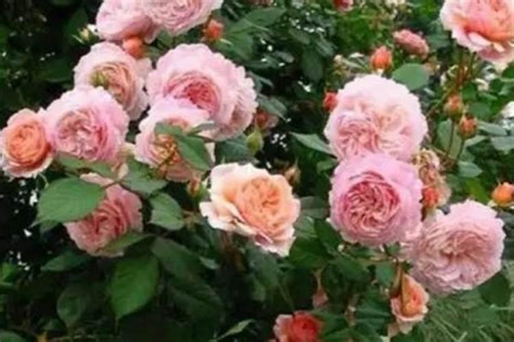 藤本月季不开花怎么办,补充光照追施磷钾肥