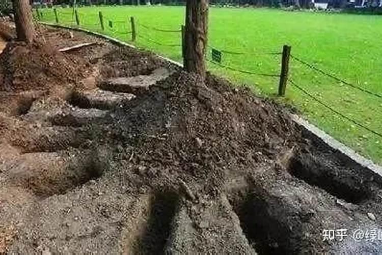 这些苗木养护施肥技巧,保你苗子长得好