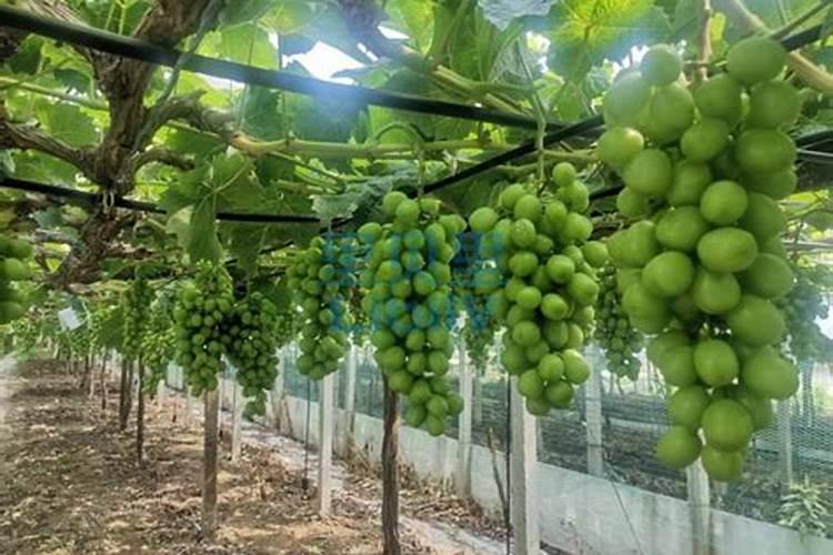 葡萄树放什么肥料长得快一点？