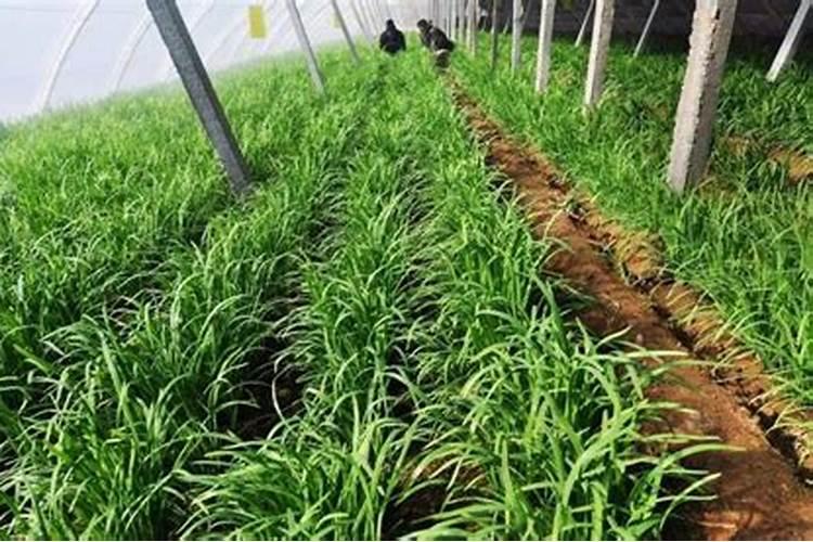 温室大棚韭菜种植技术与效益分析