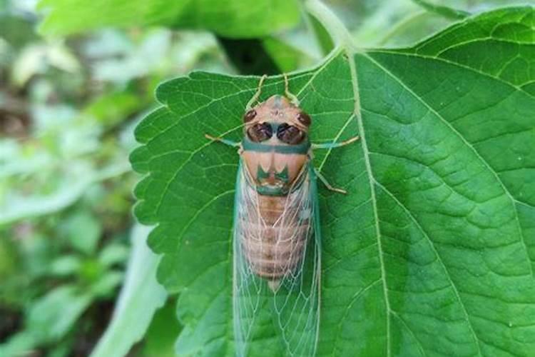 养金蝉能用冲施肥吗