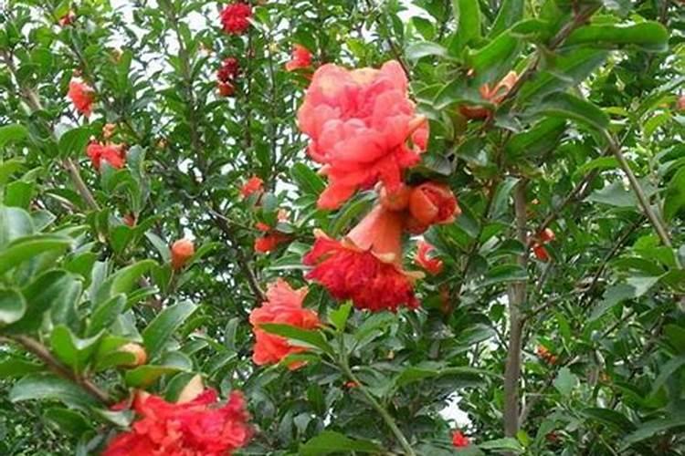 红宝石石榴树怎样施肥果子大
