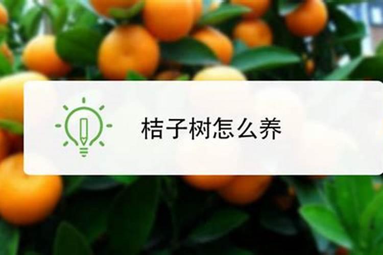 桔子怎么种更更甜