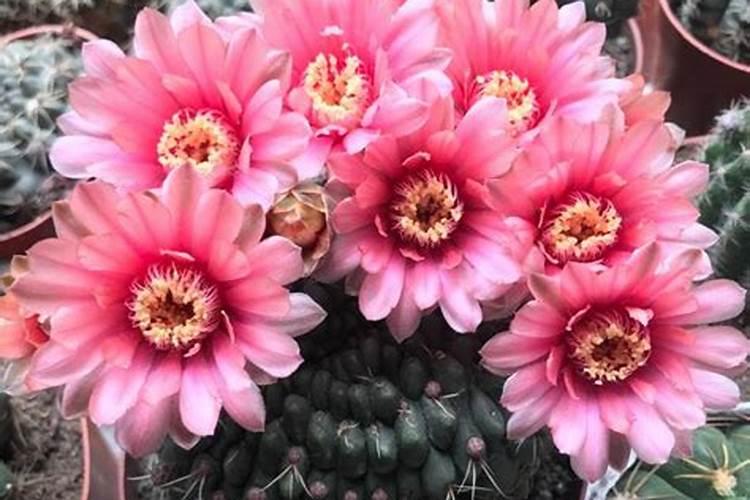 绯花玉可以施氮肥吗怎么施？