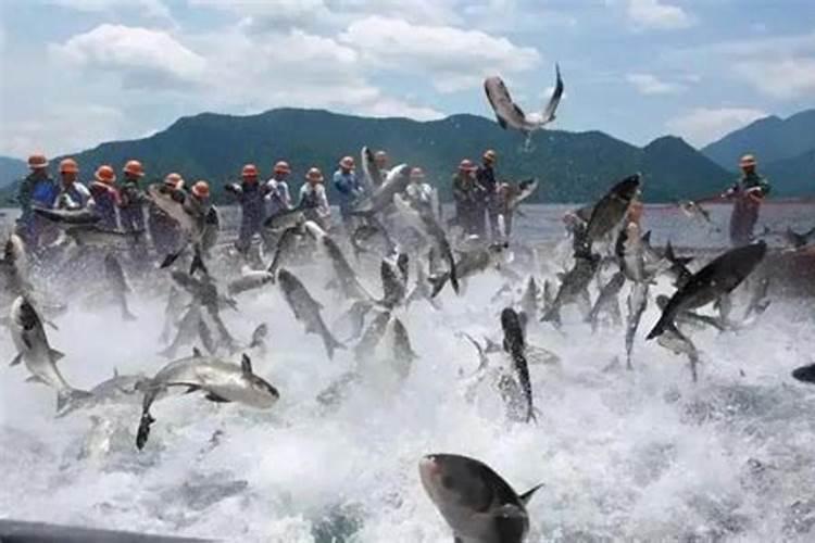 花白鲢养殖过程中,应该如何提高肥水效果？