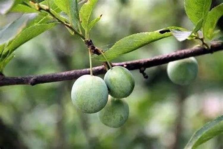 果实膨大期用什么肥效果好？磷酸二氢钾有用吗