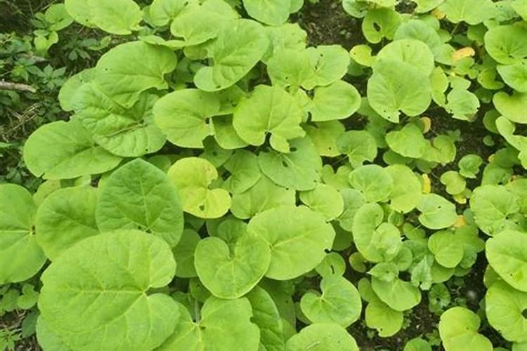 马蹄大黄专用肥料有哪些