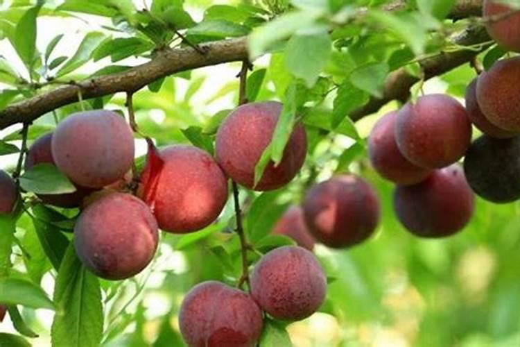 种植李子树,放什么肥料好能让李子甜脆