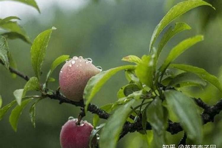 李子怎样管理才能又大又甜