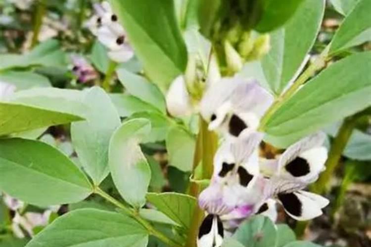 大豆开花后用哪些肥料比较好