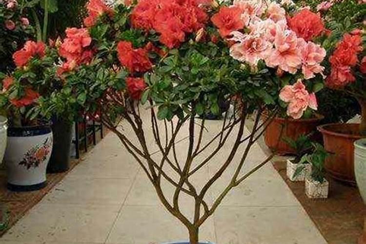 杜鹃花喷叶面肥还用浇灌吗为什么？