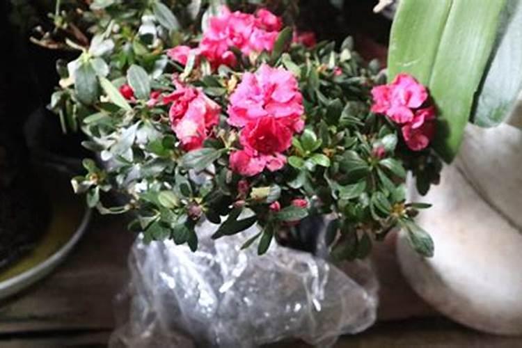 杜鹃花带芽怎么施肥？施肥需要水吗？