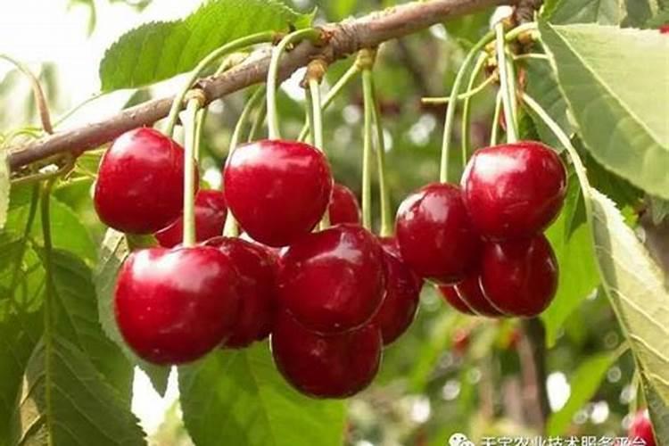 赤霉素、芸苔素、多效唑用法大汇总!