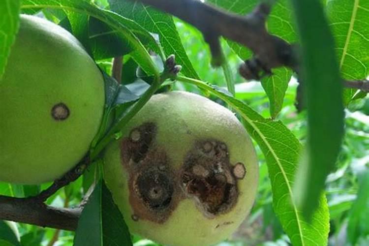 作物得了炭疽病喷杀菌剂加什么叶面肥好