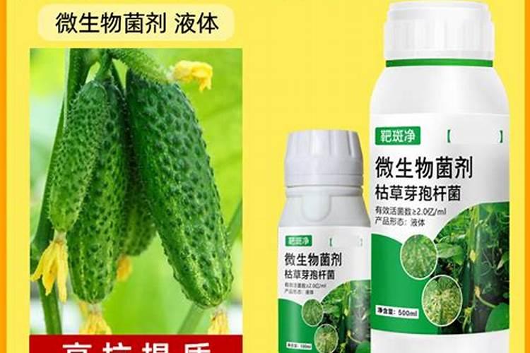黄瓜叶斑病常用杀菌剂有哪些？预防黄瓜叶斑病如何管理效果好