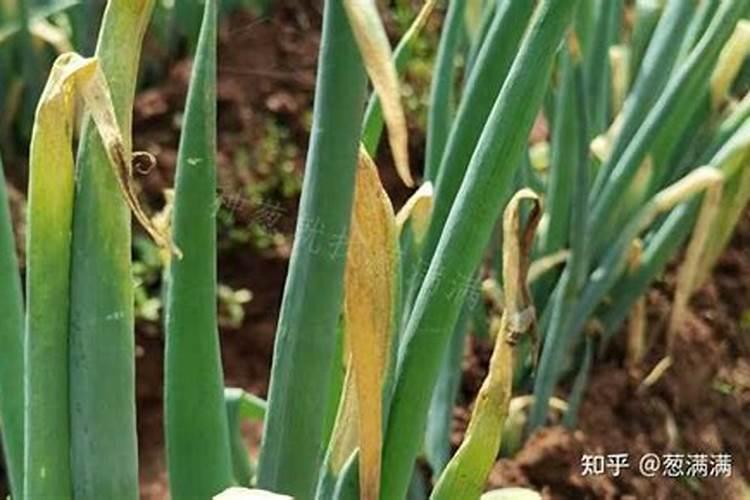 大葱疫病用什么药剂除治效果好