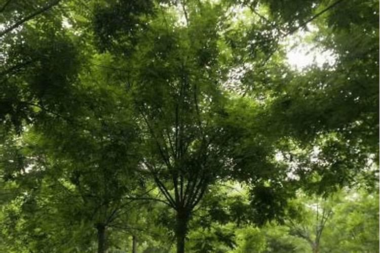 国槐的种植技术