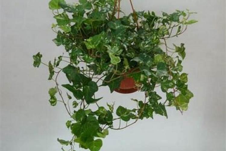 常春藤应该施什么肥？