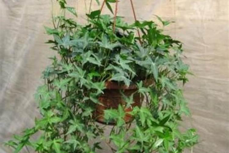 常春藤浇什么肥最好