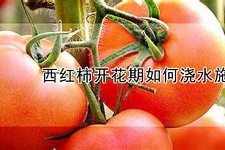 西红柿开花期如何施肥
