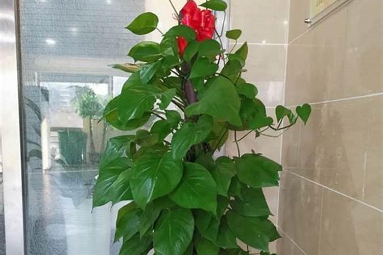 绿萝如何让叶子长得大叶茂盛？