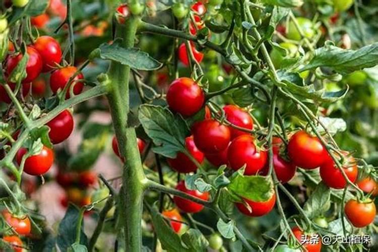 磷酸二氢钾和噻唑锌一起混用可以吗？