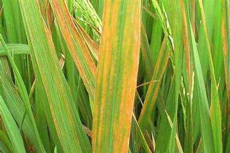 水稻细菌性条斑病的特效药