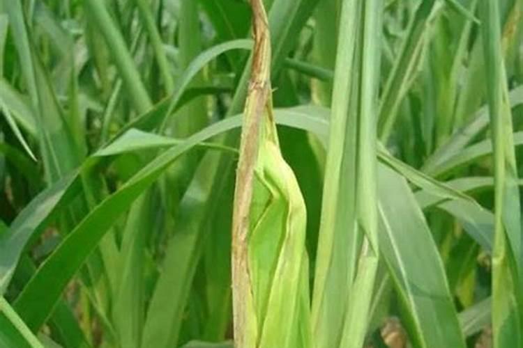 玉米顶腐病特效药