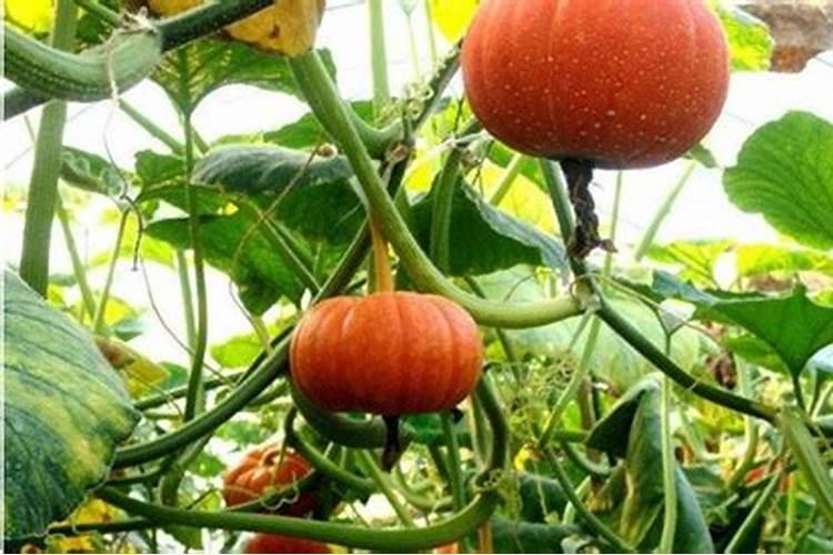 南瓜的正确施肥方法