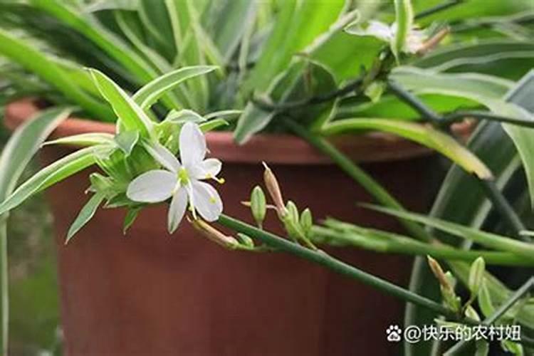 金边吊兰能用复合肥吗？