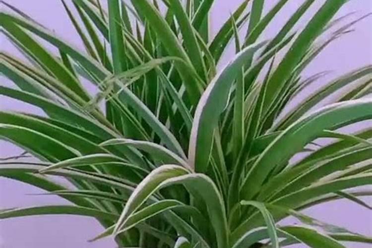 怎样让金边吊兰爆盆