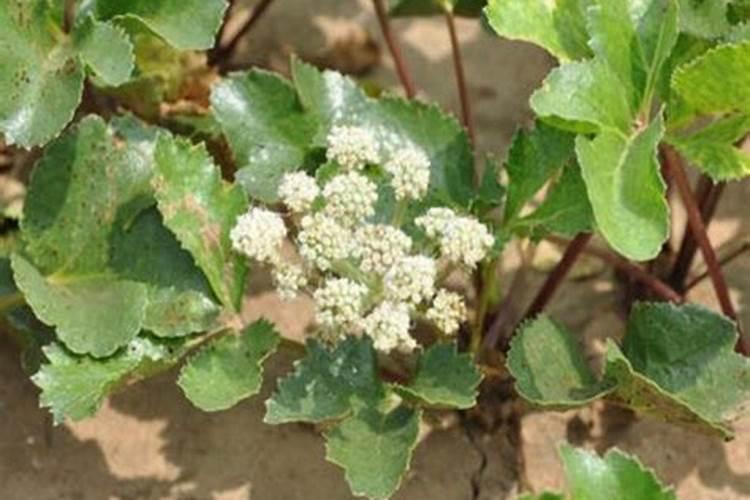 种白术用什么肥料最好