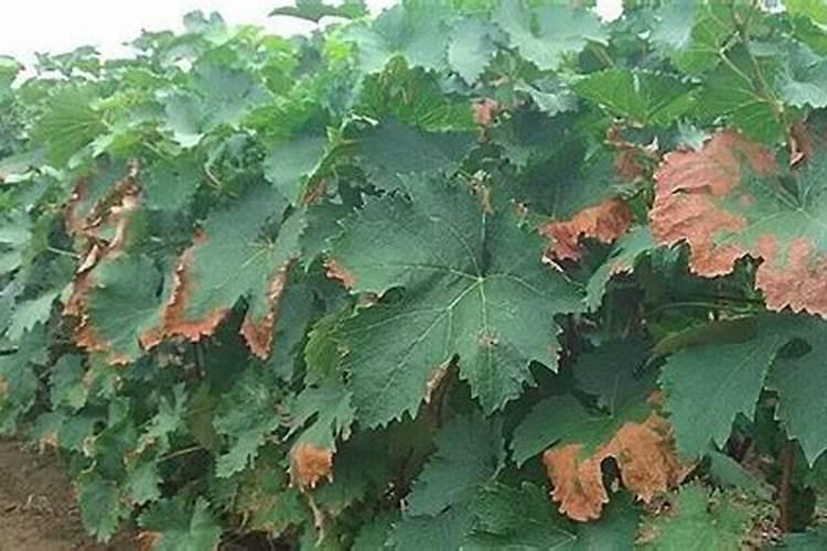 钙肥过多对作物危害有哪些？