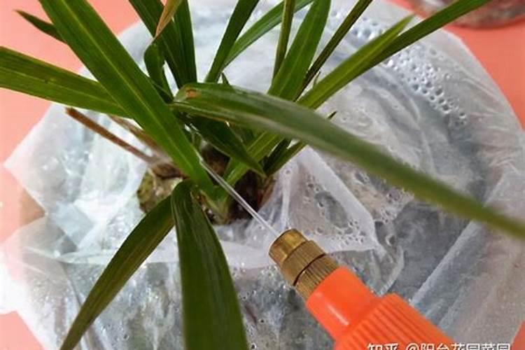 兰花什么时候可以用氮肥浇水？