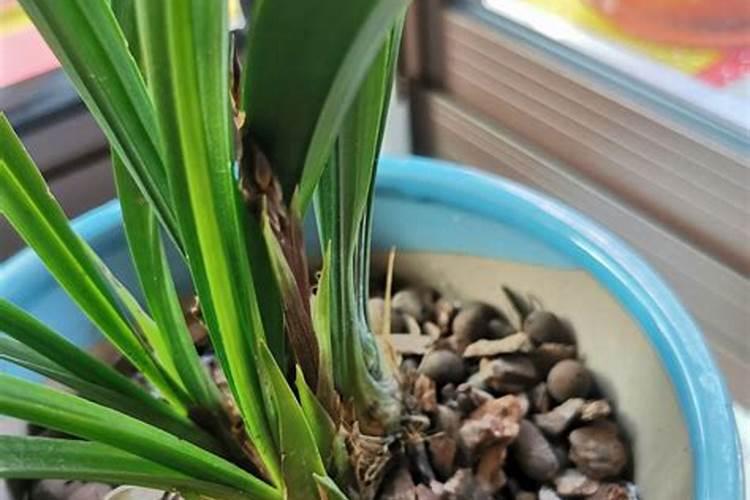 兰花多久浇一次肥料？