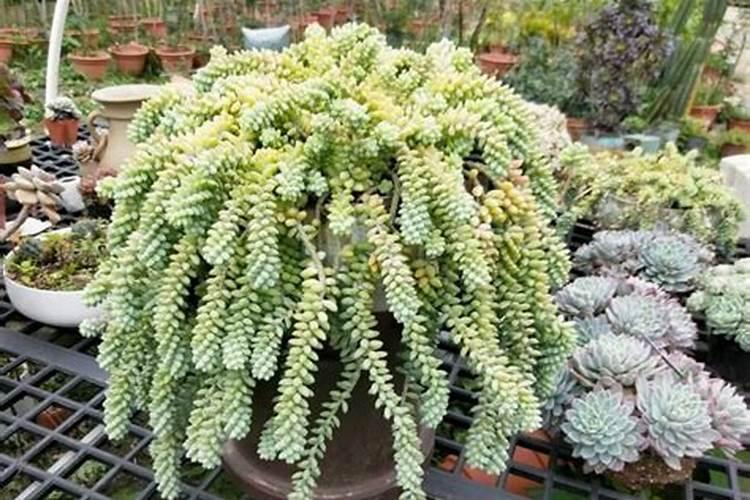 玉缀多肉怎么养爆盆