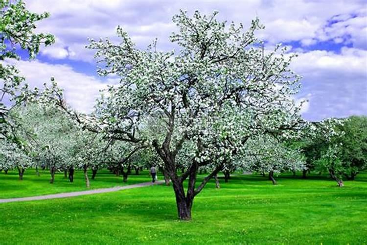 春天苹果一亩地中弱树用多少肥料