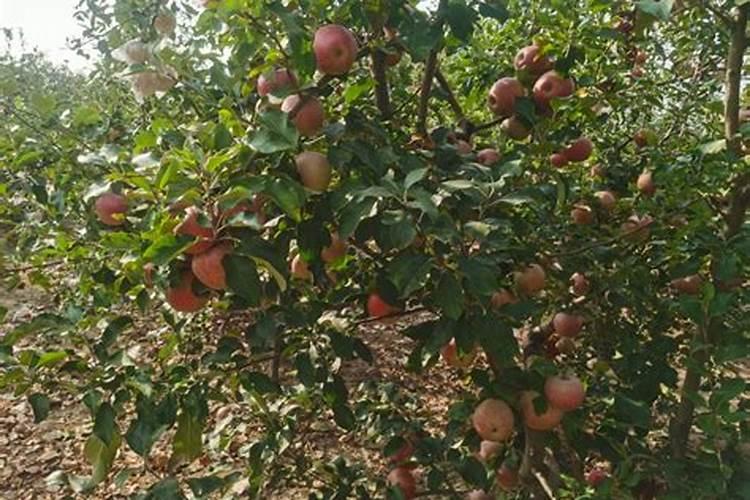 种植苹果树亩产量利润多少？