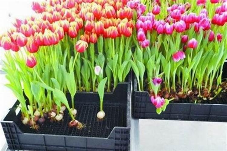 不同盆花栽培土的制备方法