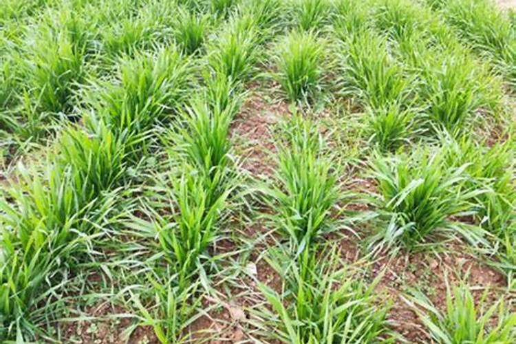 小麦追肥是年前好还是年后好？