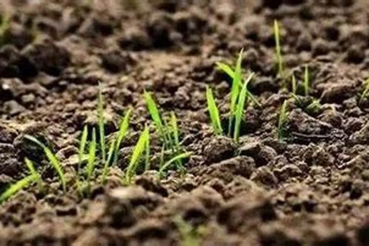 冬小麦年前要不要施肥