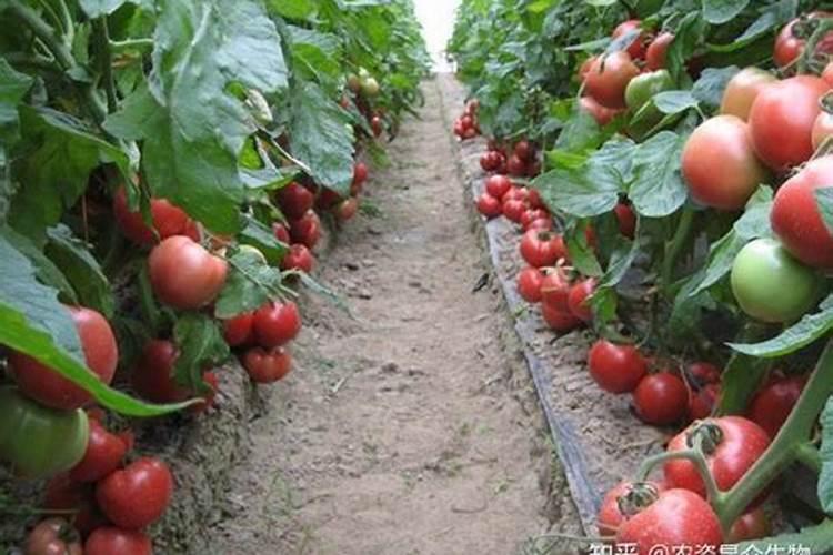 西红柿底肥施哪种钙肥较好？