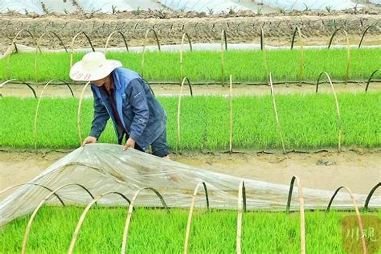 水稻秧自救最好的方法